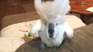 Super Vocal Birds  Funny Bird Video Compilation 2020 [upl. by Ennovyhc]