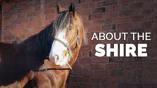 About the Shire  Horse Breeds [upl. by Eleni596]