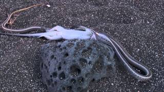 Snake Eats Iguana in Galápagos [upl. by Ennael]