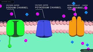 Action Potential in the Neuron [upl. by Flemings]