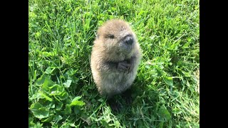 Meet Beatrice the adorable orphan baby beaver rescued in Kentucky [upl. by Emmie]