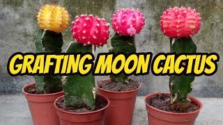 How to graft Moon cactus  Easy Grafting tutorial [upl. by Seldon219]