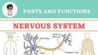 Nervous System  Parts and Functions  Grade 10 Science [upl. by Hcab]