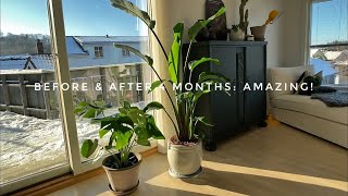 4 Months Growth Update Bird Of Paradise  Strelitzia Nicolai amp Monstera Deliciosa [upl. by Gelb]