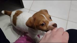 Puppy jack russell terrier first day at home [upl. by Barthol]