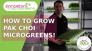 How to grow Pak Choi Bok Choy Microgreens [upl. by Romney]