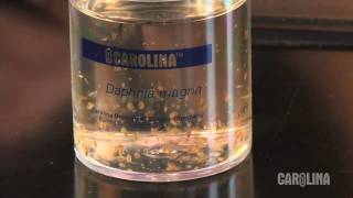 How to Care for Daphnia [upl. by Nodnalb39]