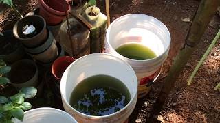 How to grow Green Water Algae [upl. by Yrallam]