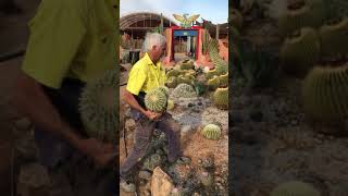 How to plant a cactus in the ground [upl. by Rinna]