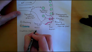 Synaptic Vesicle Exocytosis and Endocytosis Part 1 [upl. by Yromem]