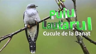 Mama Cucule de la Banat  Puiu Lautarul Mai tare ca Florin Salam [upl. by Niuq58]