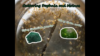 How To Culture Daphnia and Moinas using Green Water Spirulina powder [upl. by Glynn]