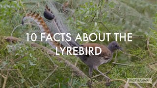 Ten Facts About The Lyrebird [upl. by Alfeus73]