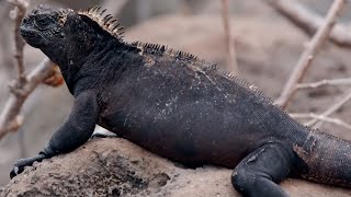 How Marine Iguanas are Surviving Climate Change  BBC Earth [upl. by Ecnarepmet214]