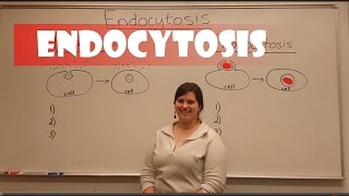 Endocytosis Pinocytosis amp Phagocytosis [upl. by Atipul]