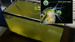 Raising Daphnia for the Freshwater Aquarium [upl. by Gellman]