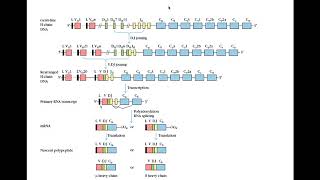 Immunogenetics part 4 [upl. by Jangro]