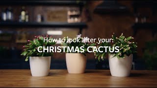 How to look after your Christmas Cactus  Grow at Home  RHS [upl. by Dranyl]