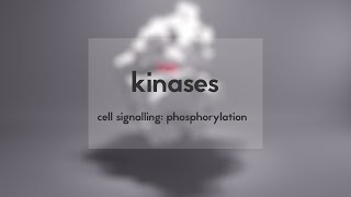 Cell signalling kinases amp phosphorylation [upl. by Natanhoj]