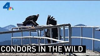 California Condors in the Wild  NBCLA [upl. by Guerin626]