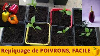 Comment REPIQUER des POIVRONS [upl. by Hgalehs]