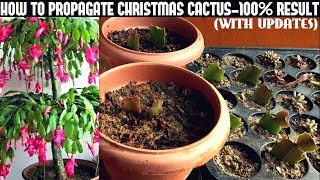 How To Propagate Christmas Cactus100 Success [upl. by Eskill]