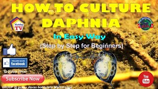 HOW TO CULTURE DAPHNIA In Easy Way [upl. by Rostand]