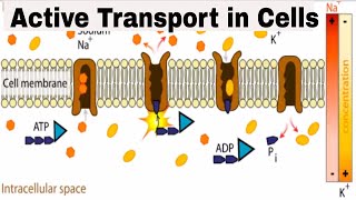 Active transport in cells [upl. by Carlota]