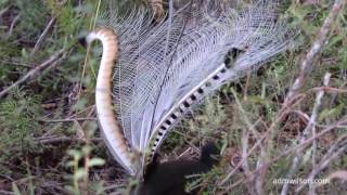 The calls and dance of the Superb Lyrebird [upl. by Liauqram657]