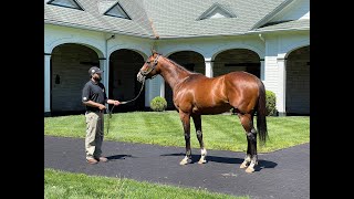 MyRacehorse quotBreeding Shedquot [upl. by Tunk]