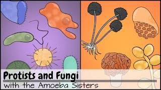 Protists and Fungi [upl. by Breen124]