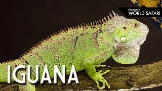 6 Insane Iguana Facts [upl. by Ahseined320]