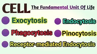 Exocytosis  Endocytosis  Phagocytosis  Pinocytosis  Receptor Mediated Endocytosis REM [upl. by Stegman]